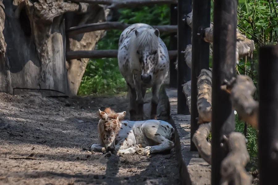 Фото Вызывайте Айболита: животные Новосибирского зоопарка изнемогают от аномальной жары 3
